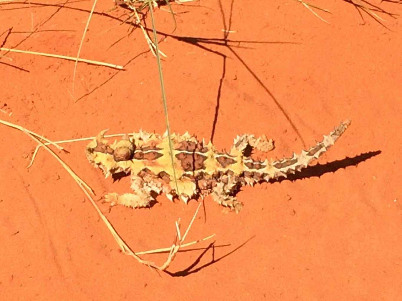 Site de rencontre en australie