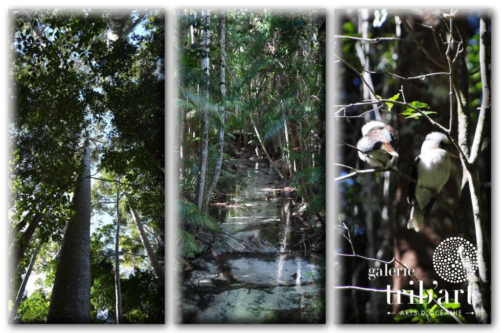 "Forêt tropicale dense sur Fraser Island, chemin naturel et végétation luxuriante"