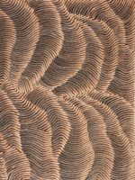 Dunes de Sable - Maureen Hudson Nampinjinpa